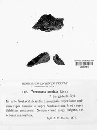 Verrucaria areolata image